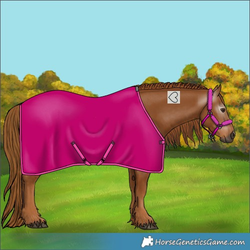 Horse Color:Gray Chestnut 