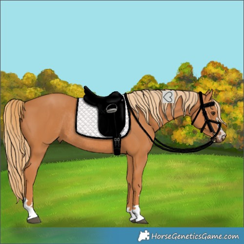 Horse Color:Chestnut Rabicano 