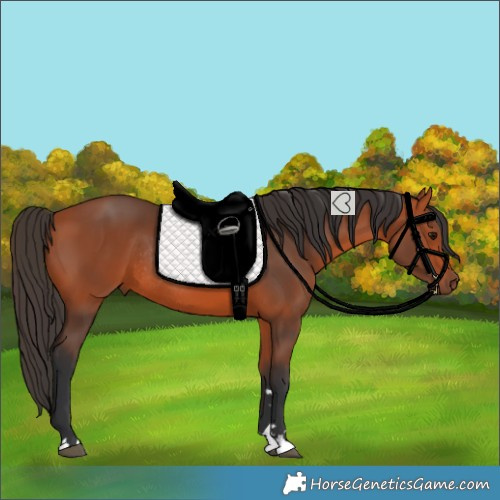 Horse Color:Bay Rabicano 