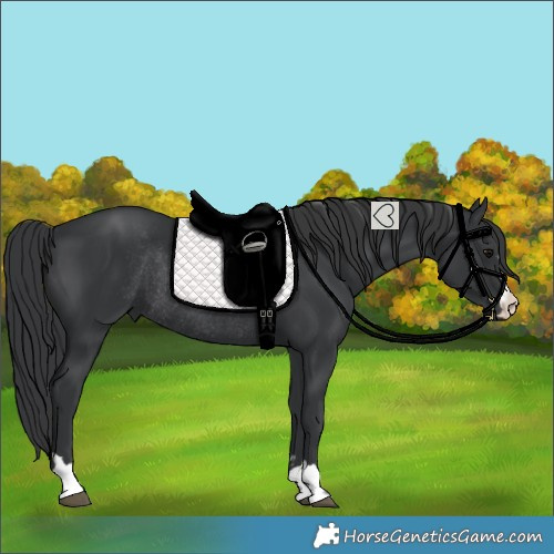 Horse Color:Black Rabicano 