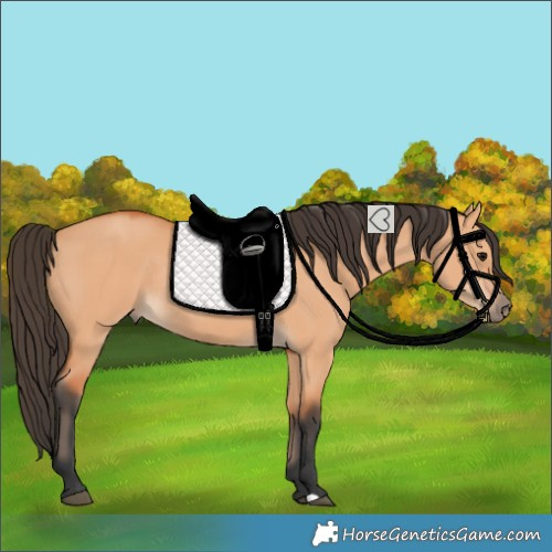 Horse Color:Bay Dun Rabicano 