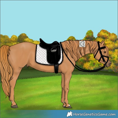 Horse Color:Chestnut Rabicano 