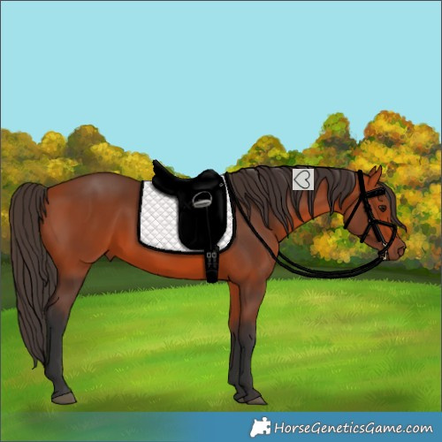 Horse Color:Bay Rabicano 