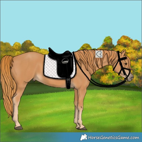 Horse Color:Chestnut Rabicano 