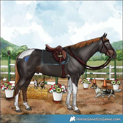 Horse Color:Gray Liver Chestnut Tobiano 