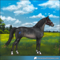 Horse Color:Black 