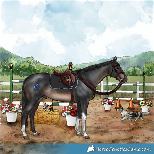 Horse Color:Brown Tobiano Rabicano