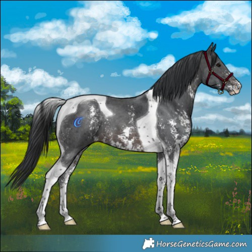 Horse Color:Brown Sabino Tobiano 