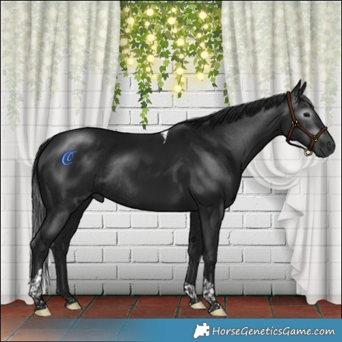 Horse Color:Gray Brown Tobiano Rabicano 