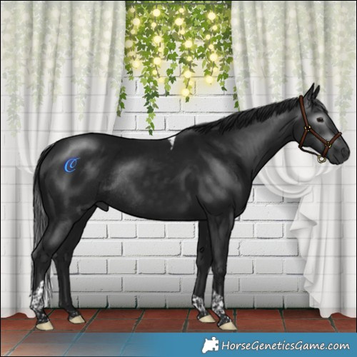 Horse Color:Gray Brown Tobiano Rabicano 