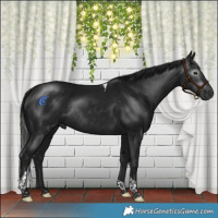 Horse Color:Gray Brown Tobiano Rabicano