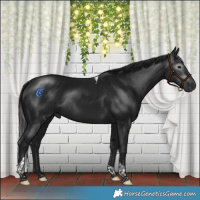 Horse Color:Gray Brown Tobiano Rabicano