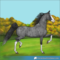Horse Color:Blue Roan Splash 