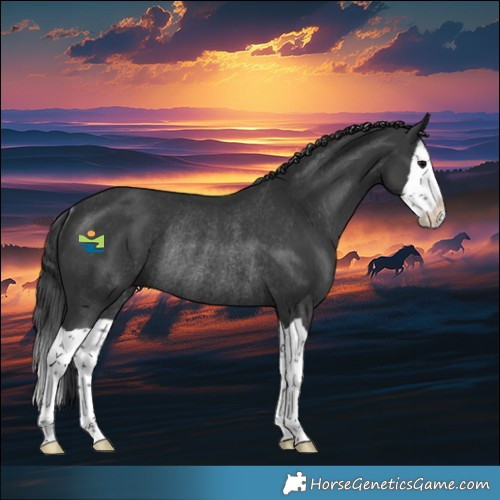 Horse Color:Black Splash Rabicano 