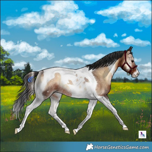 Horse Color:Brown Onyx Tobiano Rabicano