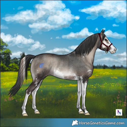 Horse Color:Blue Onyx Mushroom Sabino Rabicano 