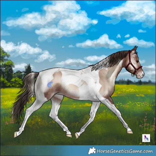 Horse Color:Classic Champagne Onyx Mushroom Tobiano Rabicano 