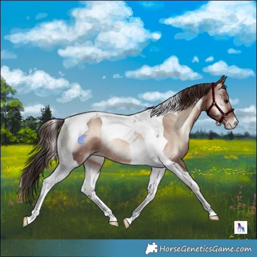 Horse Color:Classic Champagne Onyx Mushroom Tobiano Rabicano