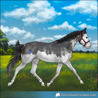 Horse Color:White Spotted Brown Splash Rabicano 