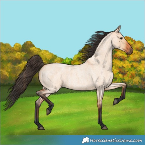 Horse Color:Bay Roan Dun 