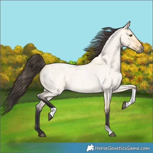 Horse Color:Buckskin Roan Dun Tobiano 