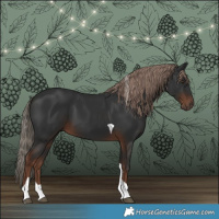 Horse Color:Liver Chestnut Tobiano
