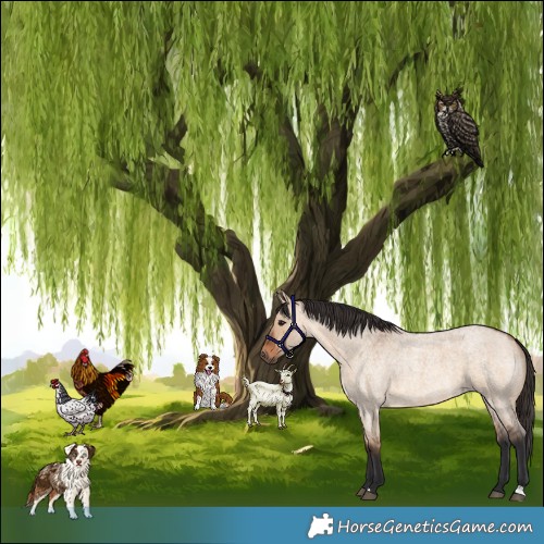 Horse Color:Bay Roan Dun 