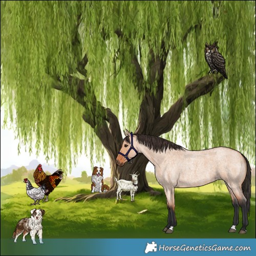 Horse Color:Bay Roan Dun 