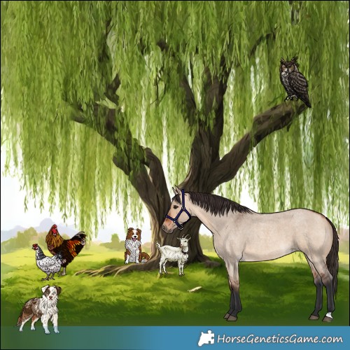 Horse Color:Bay Roan Dun 