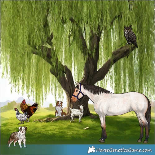 Horse Color:Bay Roan Dun 