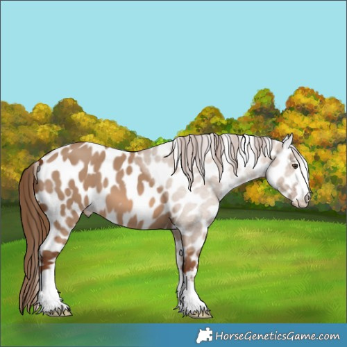 Horse Color:Red Dun Appaloosa 