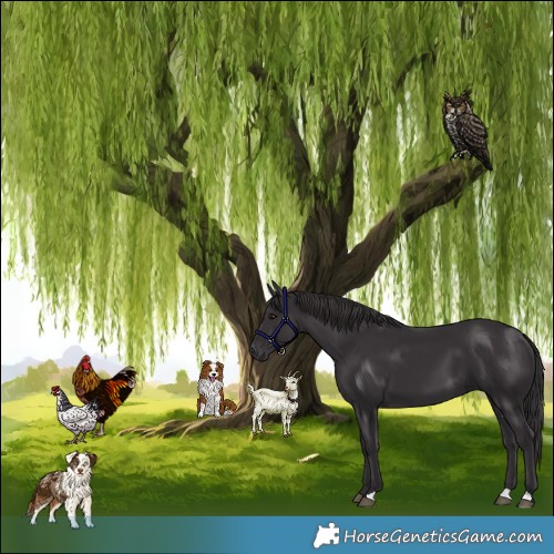 Horse Color:Smoky Black 