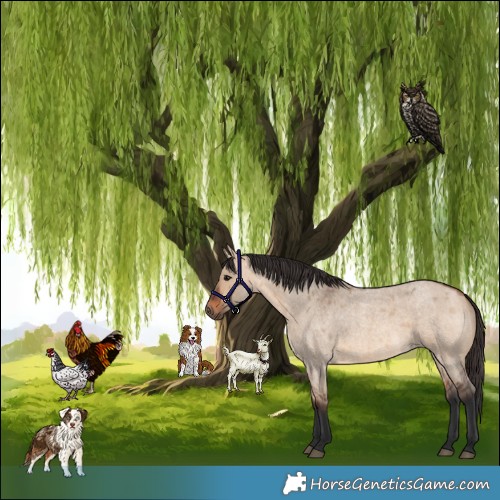 Horse Color:Bay Roan Dun 