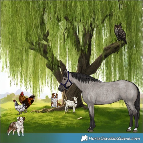 Horse Color:Smoky Grullo Roan