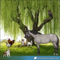 Horse Color:Smoky Grullo Roan 