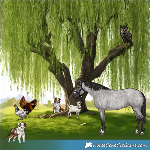 Horse Color:Smoky Grullo Roan 