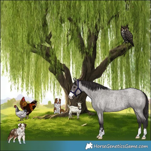 Horse Color:Smoky Grullo Roan 