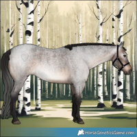 Horse Color:Gray Brown Roan 