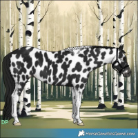 Horse Color:Gray Brown Tobiano Appaloosa