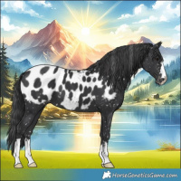 Horse Color:Black Appaloosa 