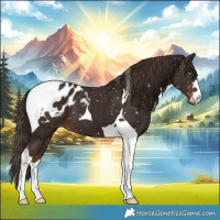 Horse Color:Liver Chestnut Tobiano Appaloosa 
