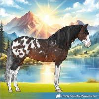 Horse Color:Brown Splash Appaloosa 