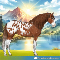 Horse Color:Chestnut Splash Appaloosa 