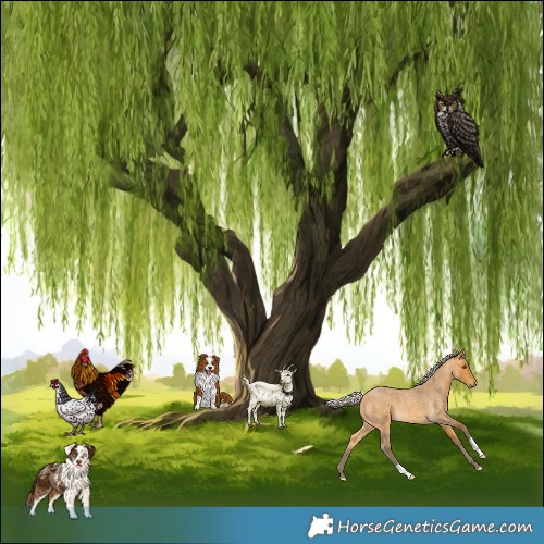 Horse Color:Silver Buckskin Roan 