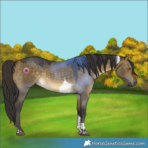 Horse Color:Buckskin Dun Tobiano Rabicano 