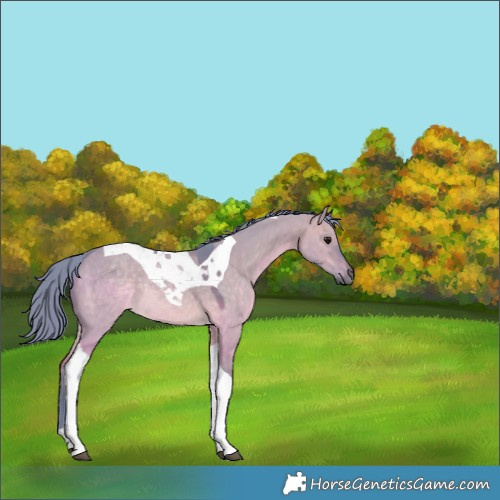 Horse Color:Watercolor Brown Dun Tobiano Rabicano 