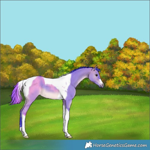 Horse Color:Watercolor Brown Dun Tobiano Rabicano 