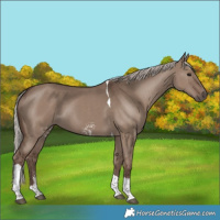 Horse Color:Silver Grullo Sabino Tobiano 