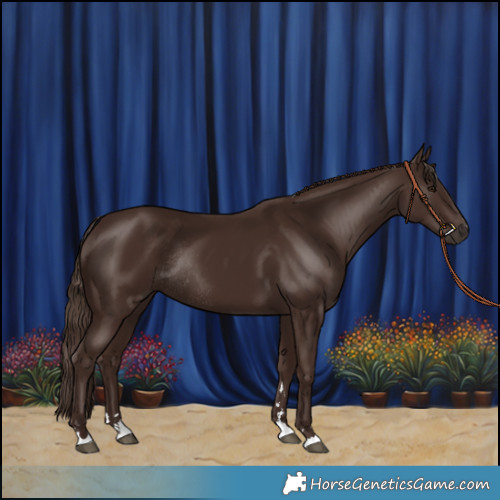 Horse Color:Liver Chestnut Rabicano 