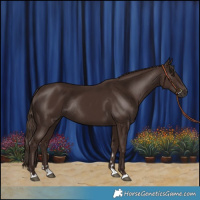 Horse Color:Liver Chestnut Rabicano